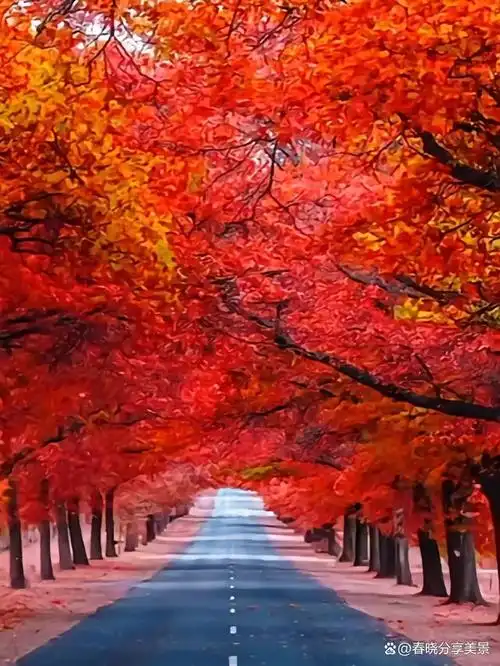 秋天是美丽的季节,金黄的季节,稻谷沉甸甸,百果飘香,到处充满诗意和