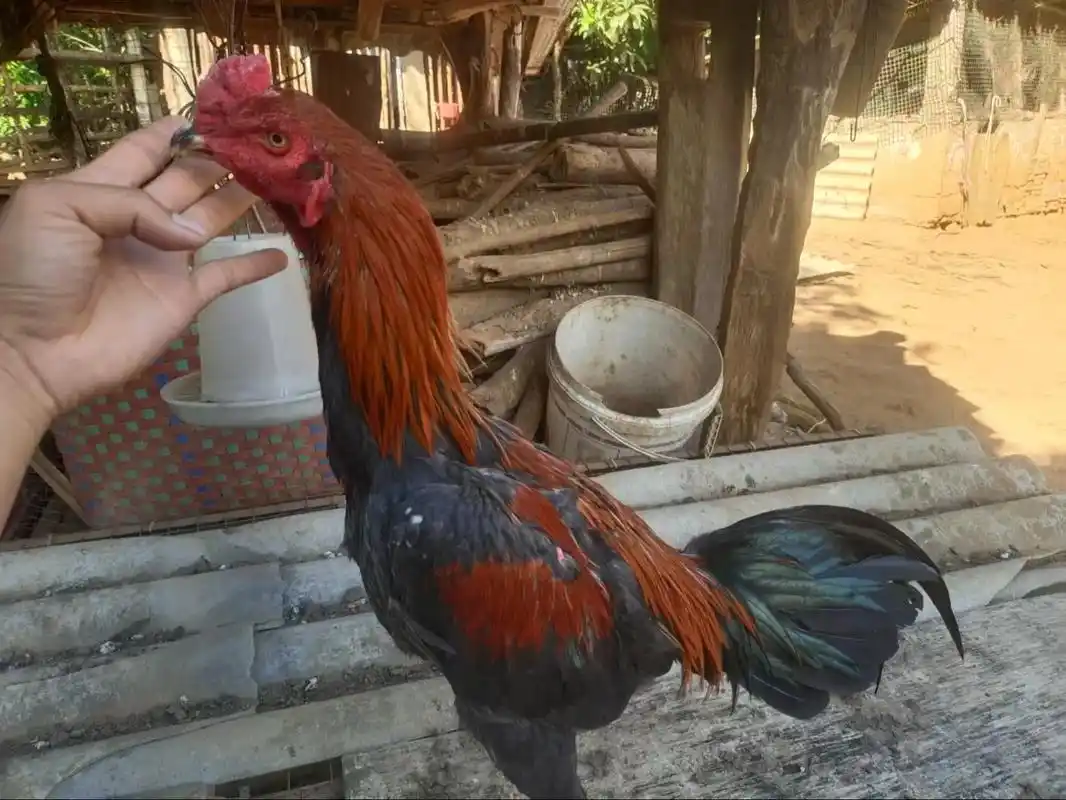 泰国鸡喜欢私.5斤2. #高质量斗鸡