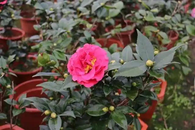 南海茶花竞相开放,赏花胜境在这里