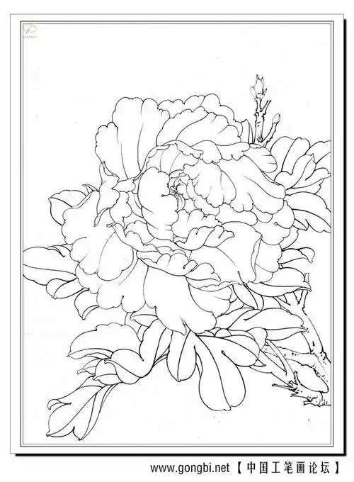 高清工笔牡丹白描 158幅(下)喜欢的收藏关注
