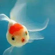 好看的金鱼头像图片点击鼠标右键下载