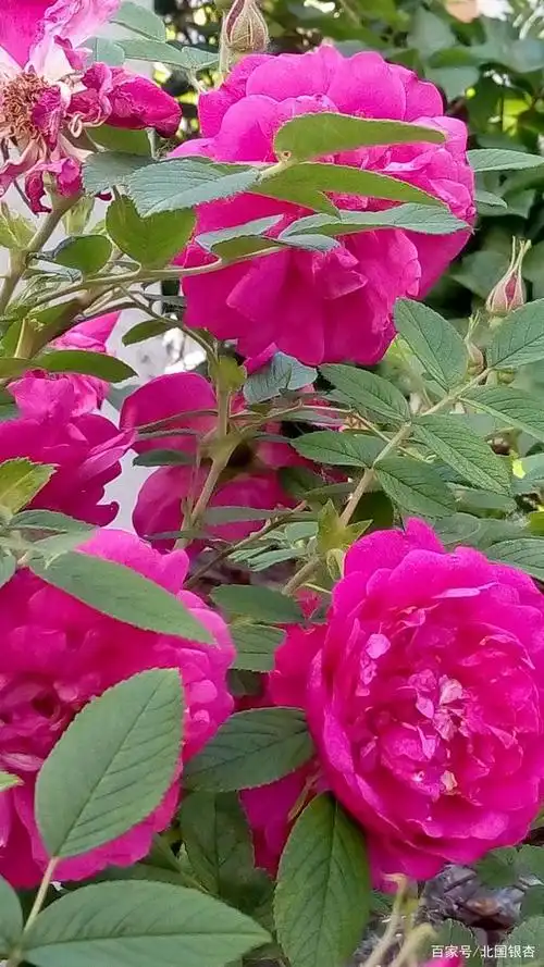 身边的刺玫瑰花