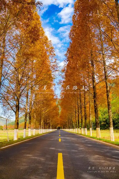 庆元藏了一条绝美国道承包一路醉美风景