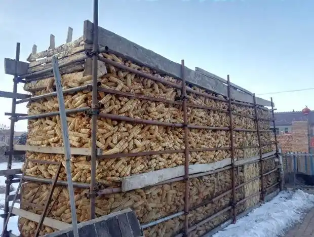 2月7日,黑龙江省宁安市沙兰镇新富村杨占国家的储藏玉米. 摄影:黄丽