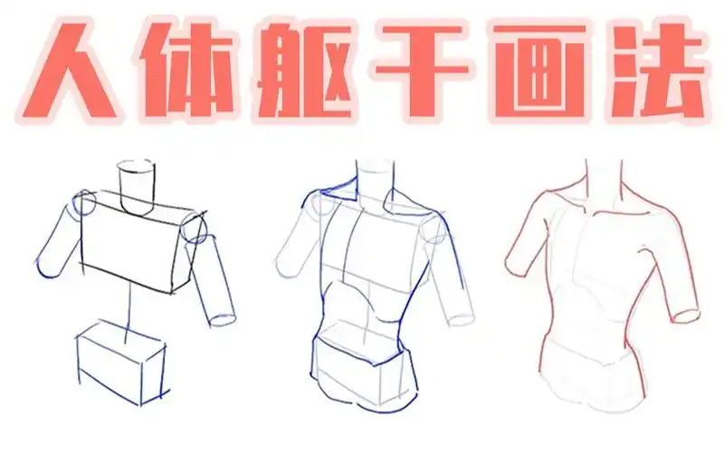 【绘画教程】不懂人体躯干的画法步骤?躯干画法步骤讲解!