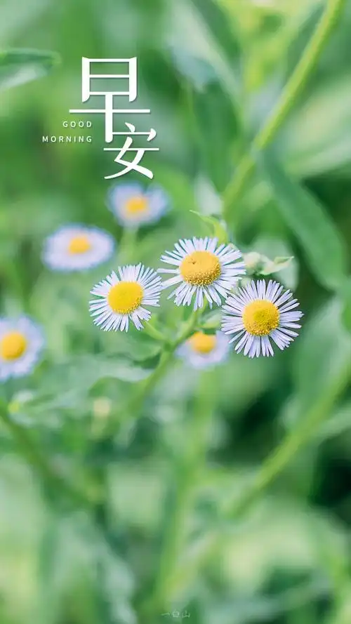 猪的早安图片带字