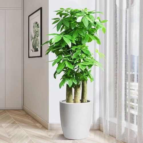 步步高发财树客厅大棵三杆办公室发财树酒店前台大型绿植盆栽含盆