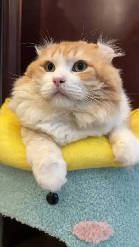 lionwizard大宝美国卷耳猫舍的微博视频