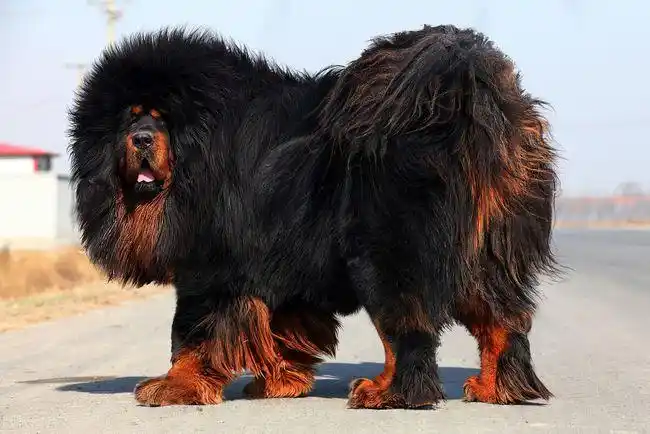 藏獒神坛崩塌 那几年数万流浪獒横行青藏 高原城乡草场藏狗成灾