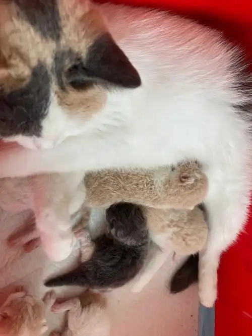 英短三花搭配乳白拿破仑