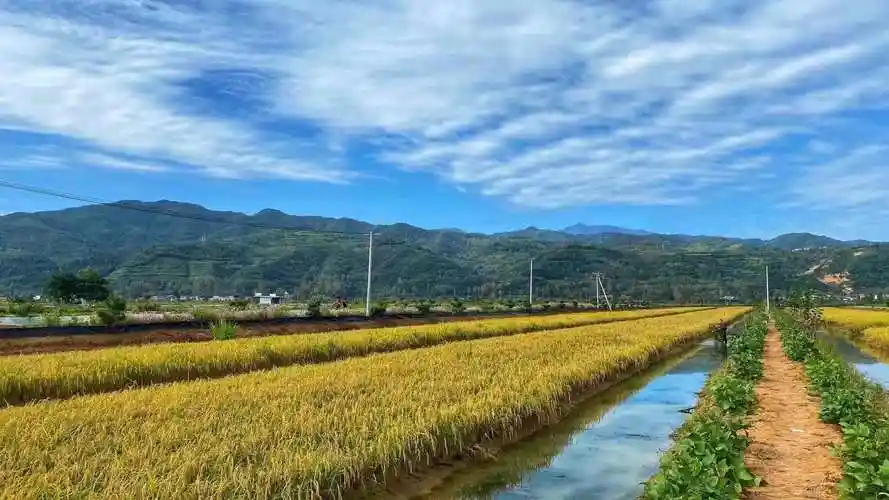 蓝天白云下,金黄稻田间.