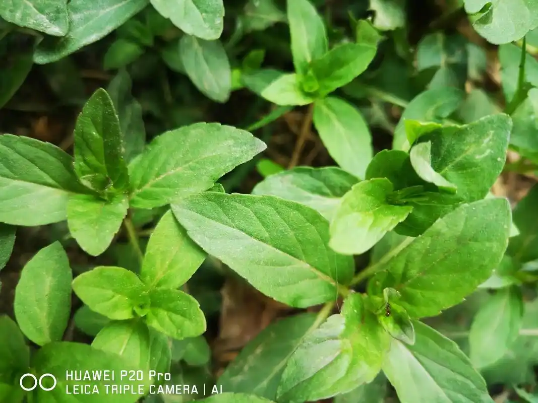 本人种的薄荷有谁能分辨出来那种功效最好那种好吃能分辨出来是高手