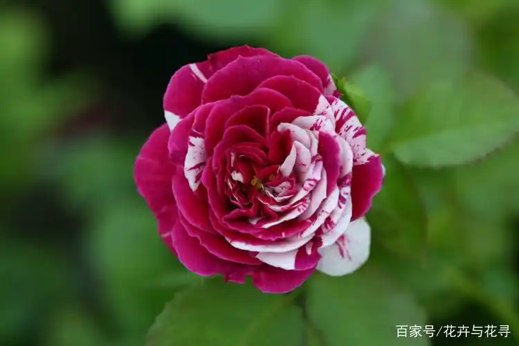 红白相间的月季,您见过吗?