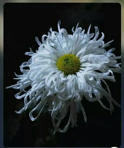 安息吧,大姐夫,一路走好!一路走好!