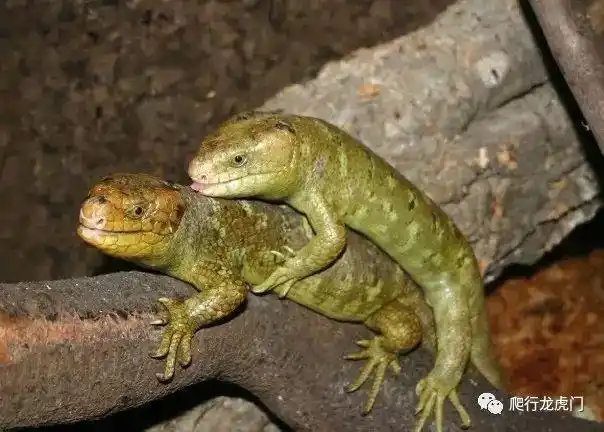 猴尾石龙子被遗忘的龙