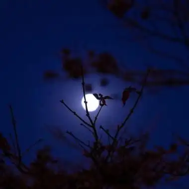 夜晚风景静物头像图片明月清风
