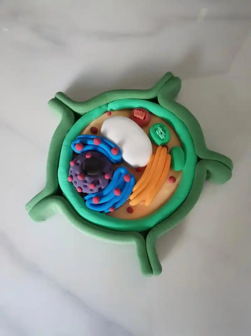 植物细胞模型 高一暑假作业