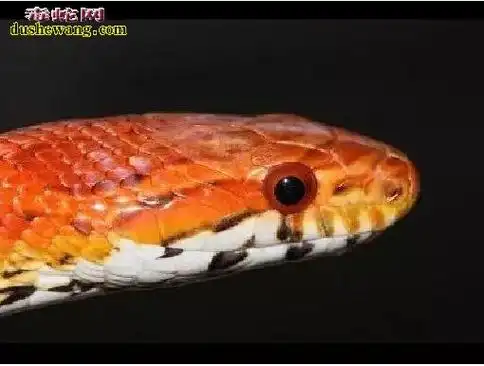 玉米蛇基因课,野生型品系原色,迈阿密,欧基提,玫瑰,阿拉巴马特征区别!