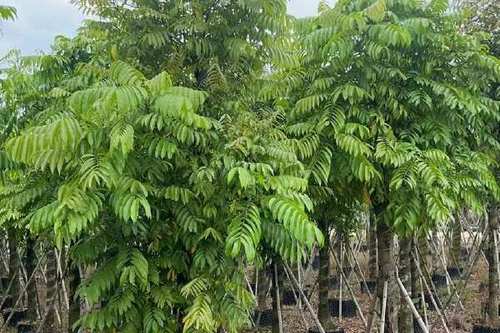 人面子树 550.0/棵 仁面子12-18公分大量现货供应.支持视频看货