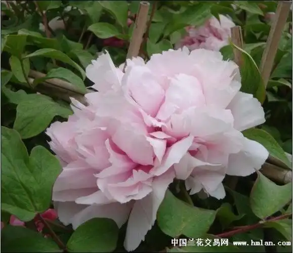 蓝芙蓉 千层台阁型.花蕾扁圆形;花粉色,微带蓝色;花径20cm×8cm