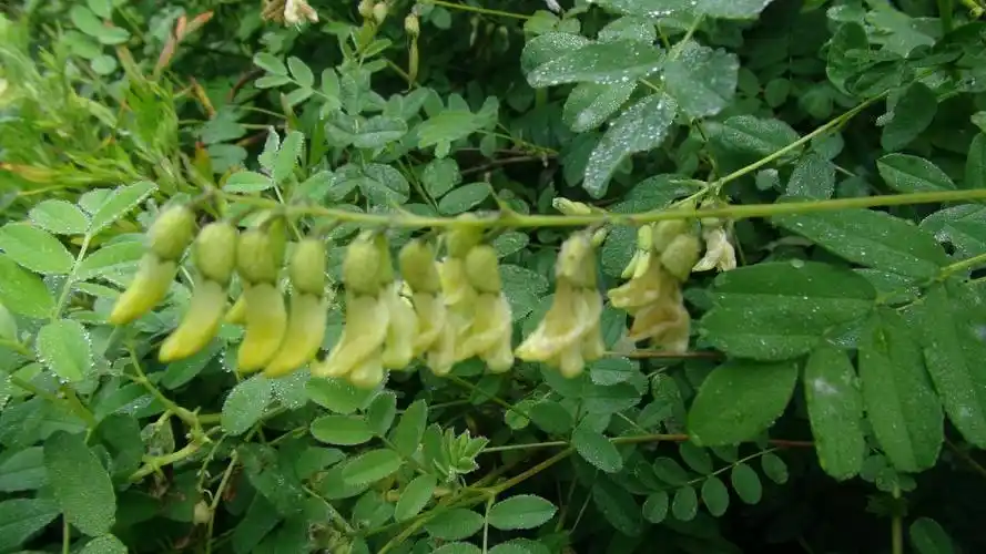 当我们遍走山林,开始拍摄日月峡中草药时,就发现了这一大片野生北黄芪