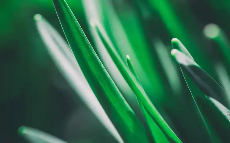 绿草宏观摄影 壁纸 - 2560x1600