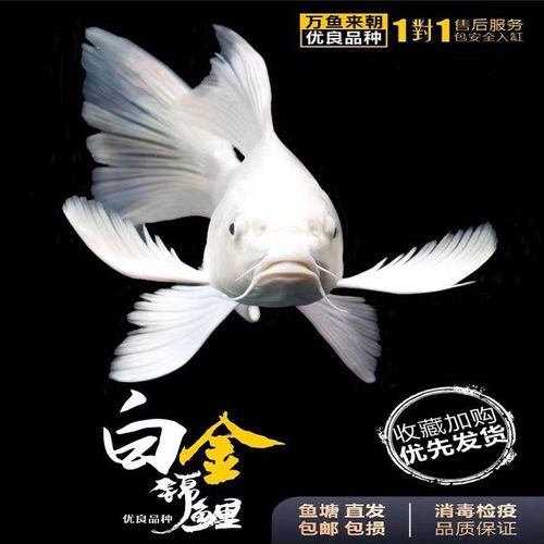 冷水观赏鱼龙凤白色锦鲤全白色黄金淡水鱼小鱼苗批发好养招财白金