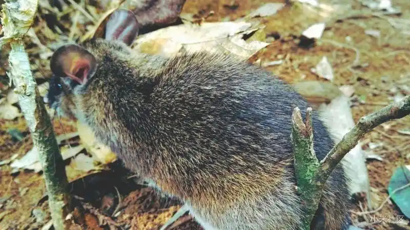 小米note顶配版近距离观看白腹鼠