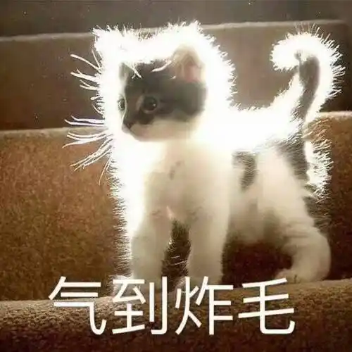 气到炸毛#猫咪#眼神#好凶#气到爆炸#赵英俊#卷发#犄角