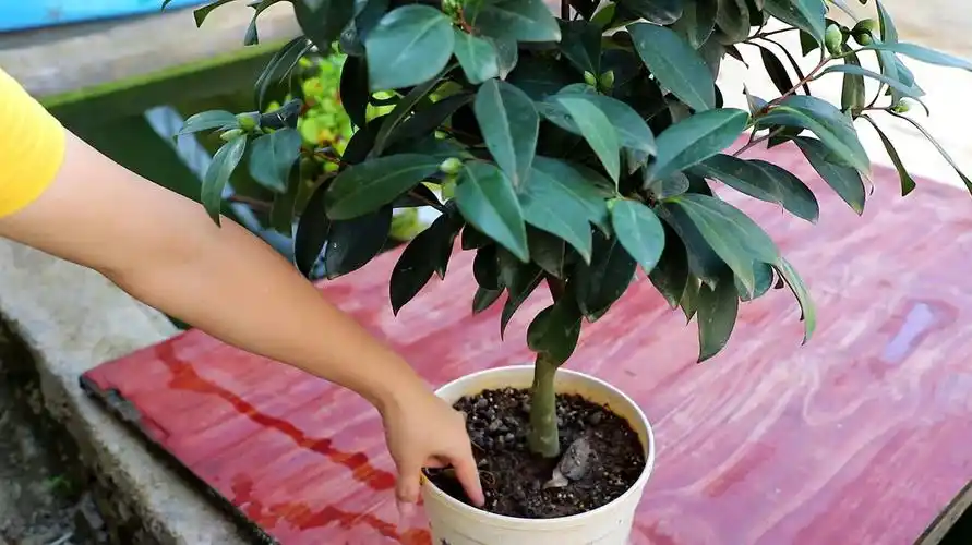 茶花的养殖方法和注意事项