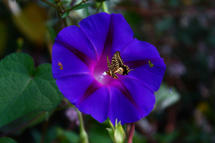 750_499gif 动态图 动图