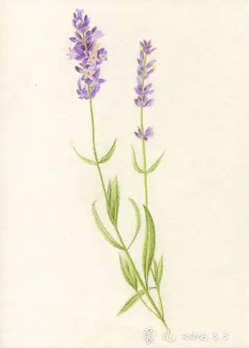 花之绘73薰衣草