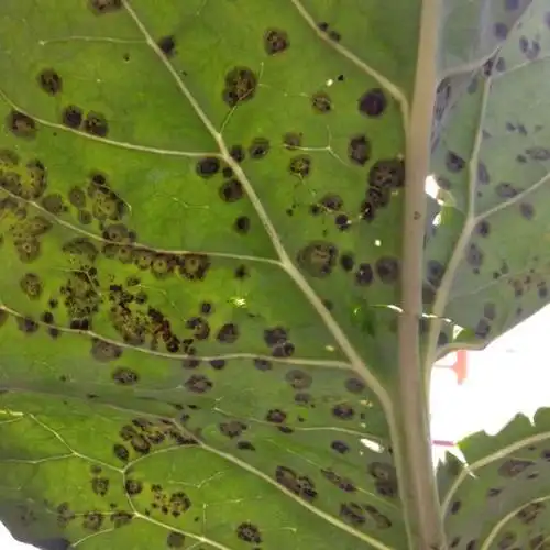 这菜花的病害之前已经请教了两次了,还想得到更多的指点.