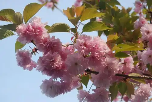 2019春天~与花朵绿草树木在一起,心情快乐!