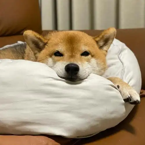 柴犬##微笑之美随手拍