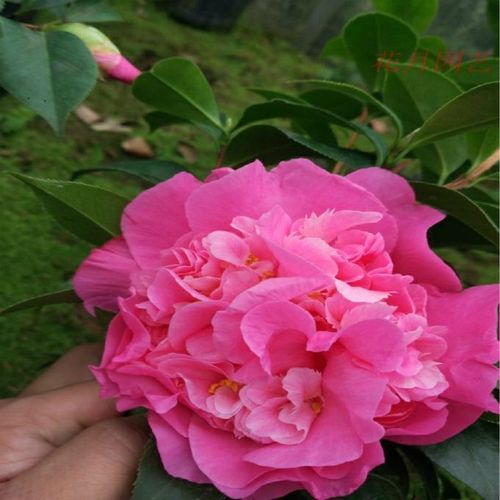 美国种粉色茶花山茶之都 巨型花 又名珍妮 美国之都 进口品种