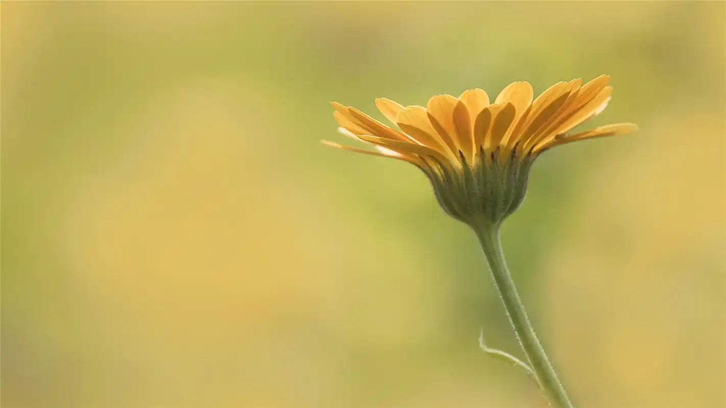 好看的万寿菊唯美高清桌面壁纸