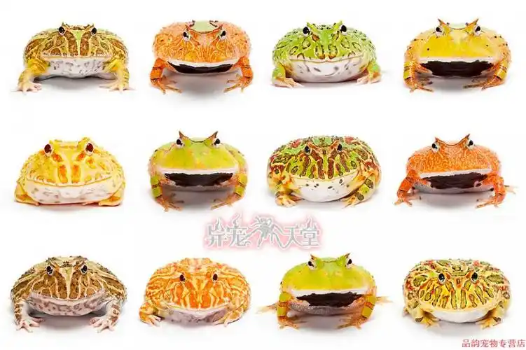 宠医推荐活体宠物角蛙绿角蛙黄金角蛙皮卡丘宇治蝴蝶钟角霸王变异巴西