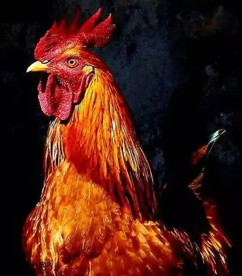 因为高卢鸡英勇,顽强,好斗的性格.也当时法国人民的革命意识的象征.