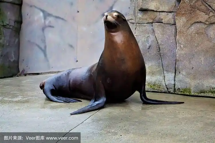 加利福尼亚海狮站着看着
