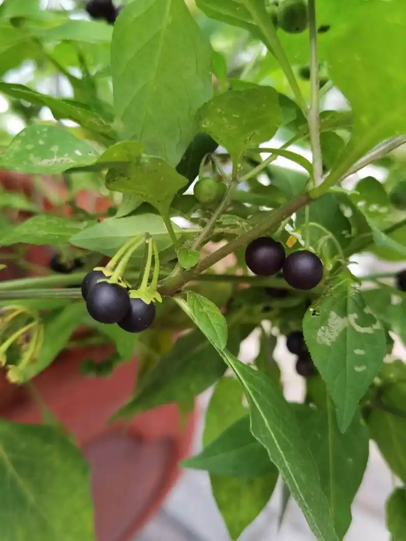 黑龙江常见野生水果 这种野生浆果在我们这里叫黑悠悠,有的地方叫黑