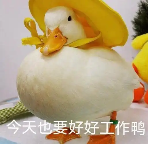 萌宠gif鸭子gif今天也要好好工作鸭gif加油gif搞怪gif逗gif