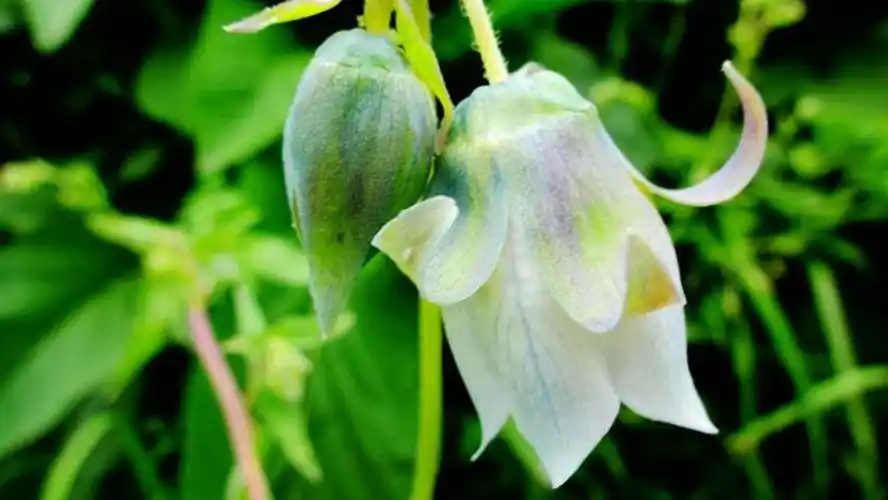 百花诗集之二七八《党参》