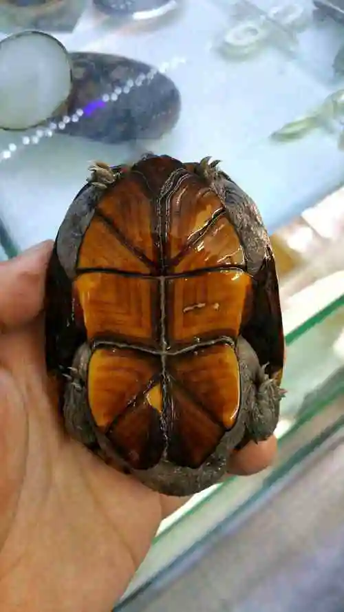 出蛋龟种公(2斑纹1头盔)