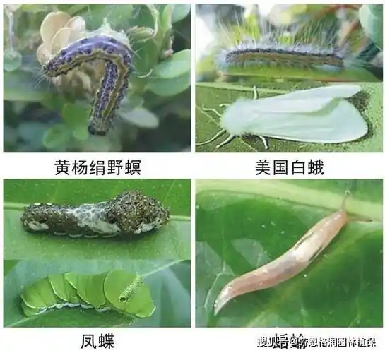 园林食叶类害虫主要有鳞翅目的蓑蛾,夜蛾,刺蛾,尺蛾,螟蛾,枯叶蛾,舟蛾