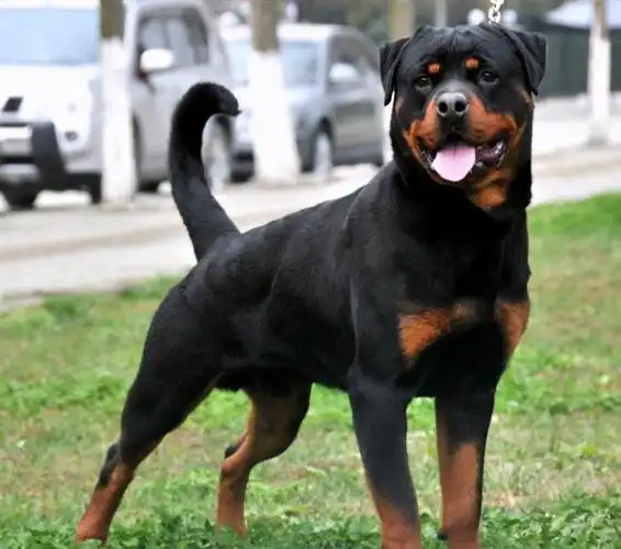 最好的护卫犬是什么犬品种(五大护卫犬推荐)