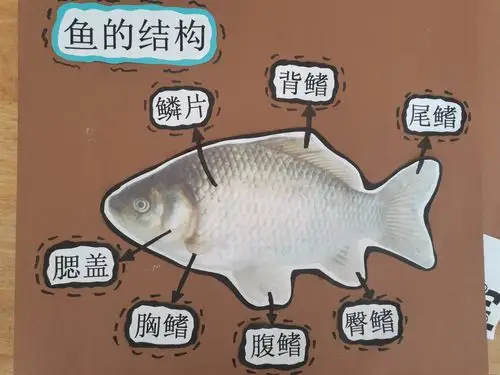 其它 "鱼"你相遇—埠子小学幼儿园中三班班本故事 写美篇鱼儿身体大