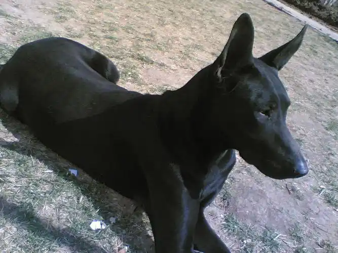 p>黑狼犬属于 a target="_blank" href="/item/狼狗/81035" data