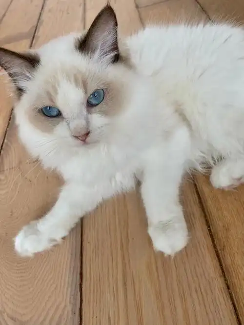 有想养布偶的姐妹快冲#布偶猫  #南通  #泰州