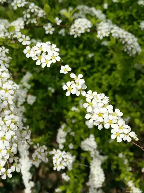 珍珠绣线菊,别名喷雪花. 上海尼康摄影